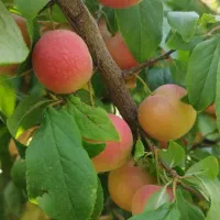 آلوچه ترشه ترش برای لواشک