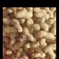 بادام زمینی مغان خشکن شده ۸تن قیمت ۱۲۸۰