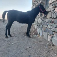 دوراس بز نژاد دار با ۴ راس بزغاله