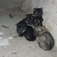 توله ژرمن ورک کار