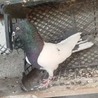 کبوتر قره باش