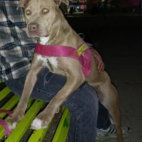 پیتبول ماده رنگ خاص