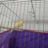 نر کشیده و درشت