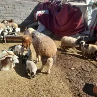 سه راس میش|حیوانات مزرعه|کوهبنان, |دیوار