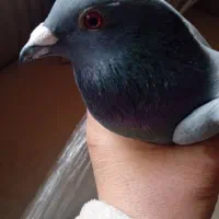 کبوترمسافتی آلمانی|پرنده|آمل, |دیوار