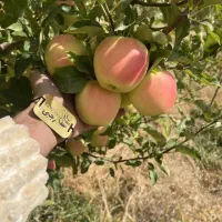 فروش نهال سیب لازا پربار|خدمات باغبانی و درختکاری|فریمان, |دیوار