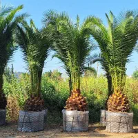 فروش انواع گل و گیاه به قیمت عمده