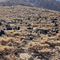 فروش ۹۹راس بز ۶تا چپش|حیوانات مزرعه|شهرکرد, |دیوار