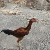 خروس لاری اصیل جوان|حیوانات مزرعه|سراوان, |دیوار