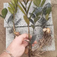 زامو بلک ریشه لخت