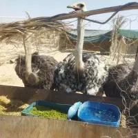 شترمرغ مولد|حیوانات مزرعه|سراوان, |دیوار