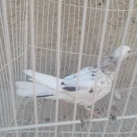 کبوتر هفت رنگ|پرنده|زابل, |دیوار