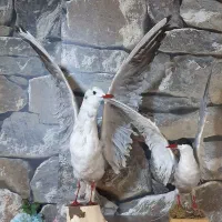 دکوری پرنده