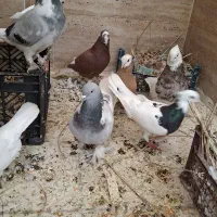 دوتا سوز شهر شوشتری و دوسبیلی پدر و پسر ارسال دارم