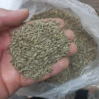 زیره سبز کراویه