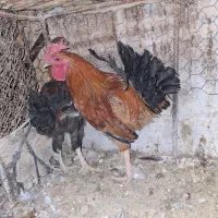 فروش خروس جوان و تعدادی غاز|حیوانات مزرعه|آبدانان, |دیوار