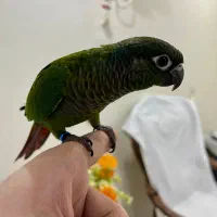 طوطی گرینچیک رام و دستی|پرنده|تهران, تهرانسر شمالی|دیوار