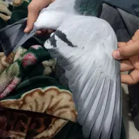 کبوتر سبز المانی|پرنده|مشهد, توس (بلوار توس)|دیوار