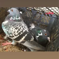 دوبر و اوچوم|پرنده|پارس‌آباد, |دیوار