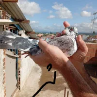 فروش کبوتر نر ماده|پرنده|ساری, |دیوار