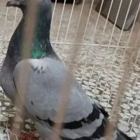 مجسمه کفت.ر