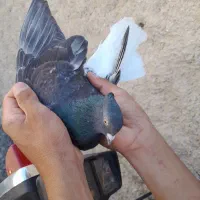 زرهی دمسفید و سفید تهرانی