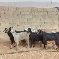 فروش ۷ راس کلر بز جنس/دار آبستن گلون در فیروزاباد