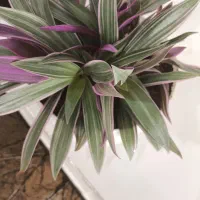 زیپیلین رنگی شاداب|گل و گیاه طبیعی|فلاورجان, |دیوار