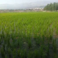 فروش-زمین-واقع-در-علی-آباد