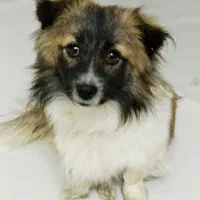 سگ پا کوتاه