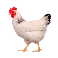 کارگر مرغداری