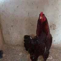 خروس و مرغ لاری|حیوانات مزرعه|رشت, معلولین|دیوار
