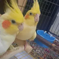 عروس هلندی جفت مولد لوتینو جوجه عروس هلندی لوتینو