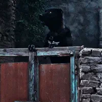 سگ افغان خوشتیپ به شرط همه چی|سگ|مشهد, همت آباد|دیوار