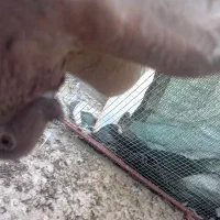 ۳۵۰هزار تومان نر کاکولی سرخ|پرنده|هرند, |دیوار