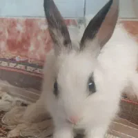 خرگوش لوپ|موش و خرگوش|سنندج, |دیوار