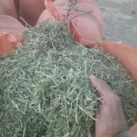 یونجه خرمنکوب