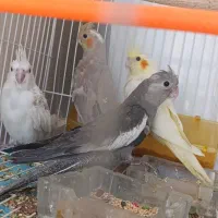 پنج‌جفت‌عروس‌مولد.تخم‌وجوجه‌درست.برای‌‌درآمد‌زایی‌|پرنده|بردسکن, |دیوار