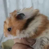 همستر نژاد سوری