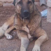 سگ گله شدیدا گرگ شناس و حساس گله