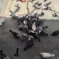 کفتر پلاکی|پرنده|اصفهان, دستگرده|دیوار