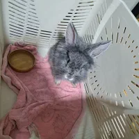 خرگوش لوپ دار