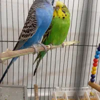 یک جفت مرغ عشق هلندی|پرنده|تبریز, |دیوار