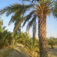 باغ32 هکتاری