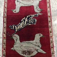 شیراز قشقایی کبک