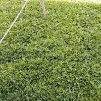 نشا گوجه فرنگی بادمجان فلفل بامیه