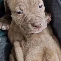 پیتبول توله