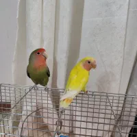 طوطی کوتوله برزیلی