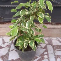 بنجامین ابلق پرشاخه زیبا قیمت فقط ۱۰۰تومن