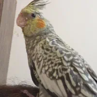 عروس هلندی چهل روزه